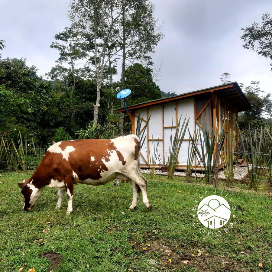 Exclusivo Cocora Con Jacuzzi Salento Quindio Villa Exterior photo